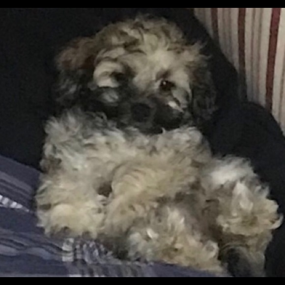 Meet your Posher, Donna - Picture 2 of 7